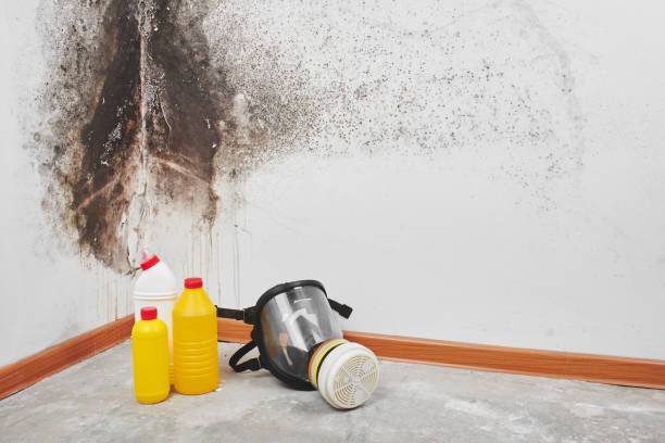 Best Residential Mold Inspection & Testing  in Penitas, TX